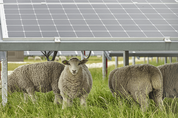 Moutons sous un panneau photovoltaïque